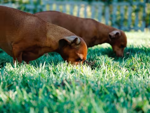 Windows 12 Leak Reveals AI-First Interface