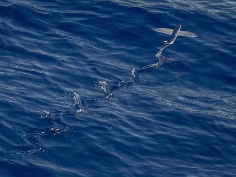 Amazon Drone Delivery Expands to Europe