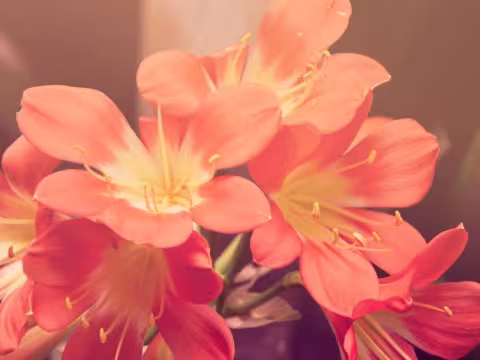 Student Discount Program