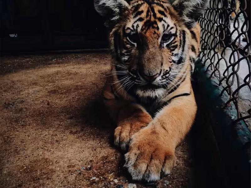 Linux for Beginners: Getting Started